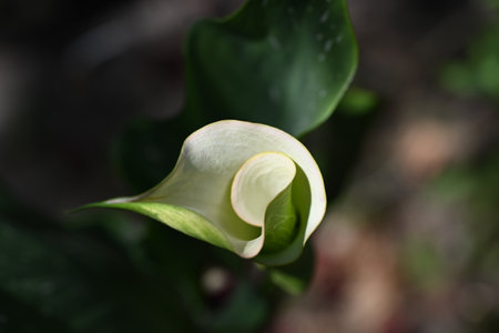 Calla lily - Zantedeschia aethiopicaの写真素材