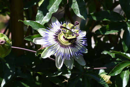 Passiflora caerulea, Passiflora caeruleaの写真素材