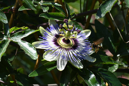 Passiflora caerulea, Gran Canaria, Spainの写真素材