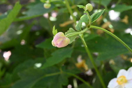 Flowers of the Japanese hibiscus (Hibiscus japonicus)の写真素材