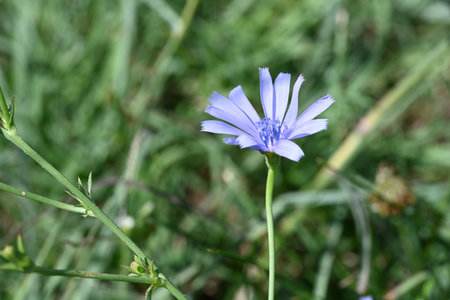 Cichorium intybus, also known as common chicoryの写真素材
