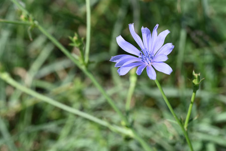 Blue flower of chicory (Cichorium intybus)の写真素材