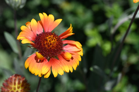 Orange flower of Gaillardia pulcherrima in the gardenの写真素材