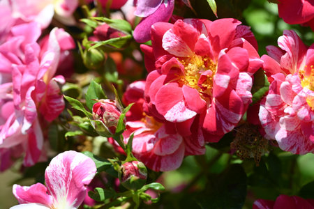 Beautiful pink roses in the garden, close-up, selective focusの写真素材