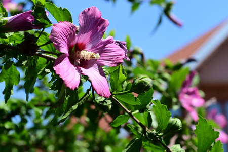 Hibiscus syriacus or Chinese hibiscusの写真素材