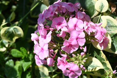Pink phlox flowers in the garden, closeup of photoの写真素材