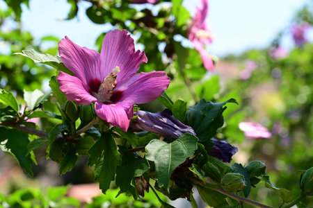 Hibiscus syriacus or Chinese hibiscus.の写真素材