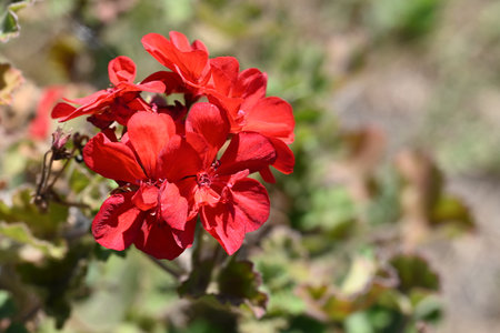 Red geranium flowers on a green background in a sunny summer dayの写真素材