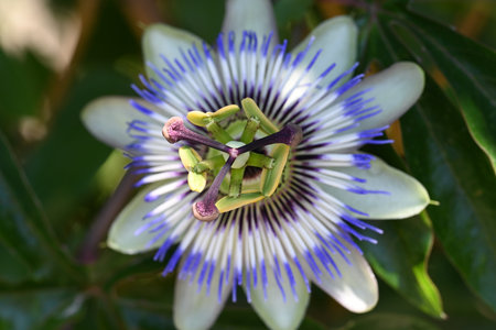 Passiflora caerulea, Passiflora caeruleaの写真素材