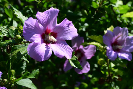 Hibiscus syriacus (Malva syriaca)の写真素材