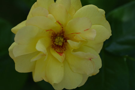 Yellow rose with green leaves in the background, close-up.の写真素材