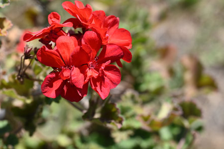 Red geranium flower in the garden, close-up view.の写真素材