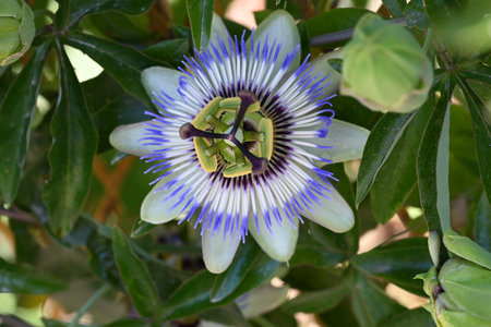 Passion fruit flower, Passiflora caeruleaの写真素材