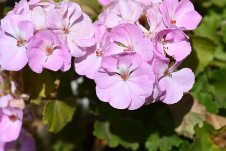 pink geranium flowers close-up in the garden on a sunny dayの写真素材