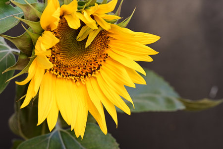 Beautiful sunflower on a dark background. Selective focus.の写真素材