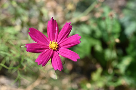 Cosmos flowers blooming in the garden, closeup of photoの写真素材