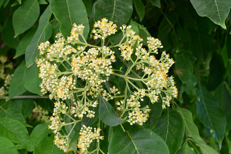 Close up of white flowers on a tree with green leaves in the backgroundの写真素材