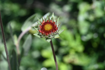 Red flower on a green background. Close-up, selective focus.の写真素材