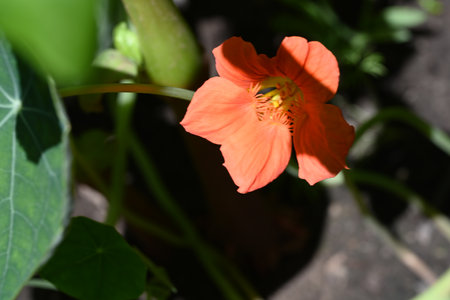 Nasturtium flower in the garden, closeup of photoの写真素材