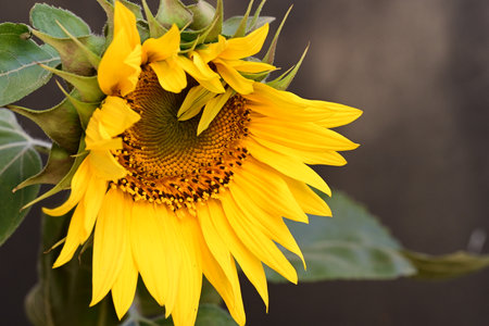 Beautiful yellow sunflower in the garden. Close-up.の写真素材