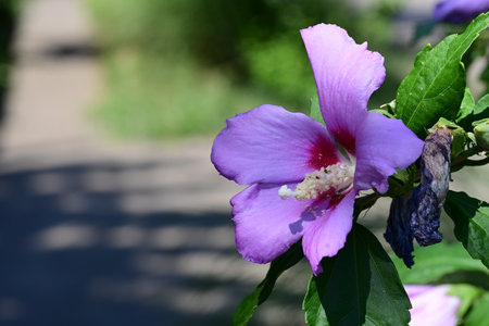 Purple hibiscus flower with green leaves in the gardenの写真素材