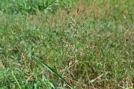 Meadow grass in the summer. Close-up photo.の写真素材