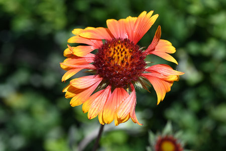 Red and yellow flower of Gaillardia pulcherrima.の写真素材