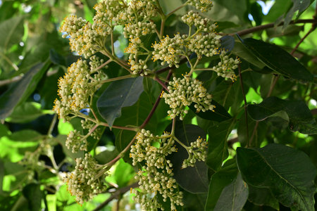 Flowers on the branches of a tree with green leaves and budsの写真素材