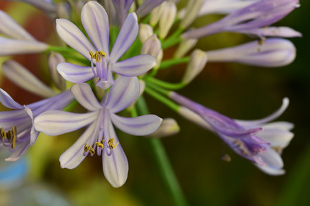 Agapanthus africanus, commonly known as African lilyの写真素材