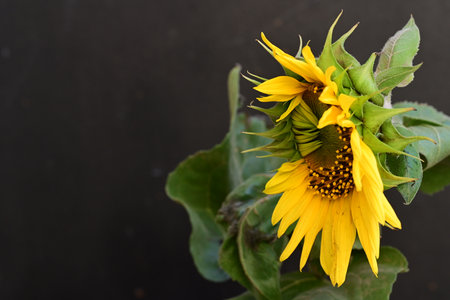 sunflower on black background with space for text, close-upの写真素材