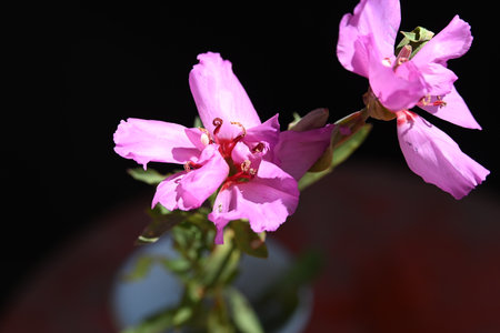 Pink flowers in a pot on a black background, close-upの写真素材