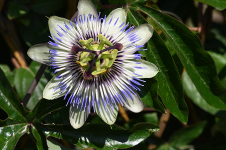 Passiflora caerulea, Passiflora caeruleaの写真素材