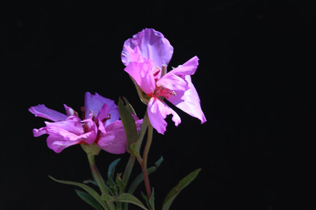 Purple flowers on a black background. Shallow depth of field.の写真素材
