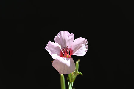 Pink flower on a black background, close-up, selective focusの写真素材