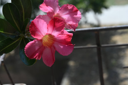 Azalea flowers, Desert Rose, Impala Lily, Mock Azaleaの写真素材