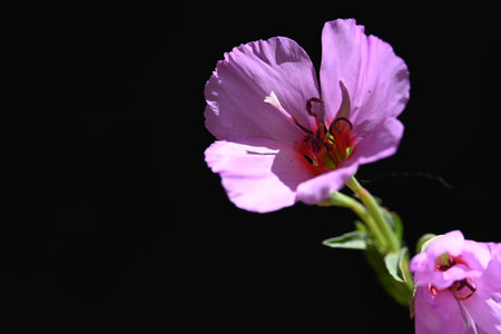 Pink flower on a black background, close-up, selective focusの写真素材