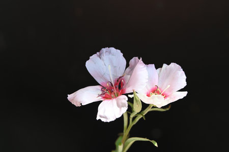 Beautiful pink flower on black background, closeup of photo.の写真素材
