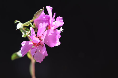 Pink flowers on a black background. Close-up. Selective focus.の写真素材