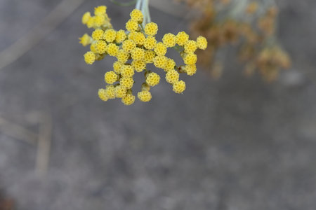 Achillea millefolium plant with yellow flowers.の写真素材
