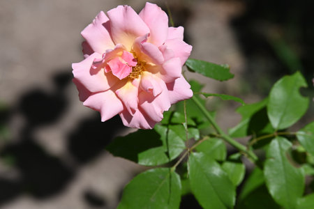 Beautiful pink rose in the garden on a sunny summer day.の写真素材