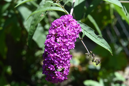 Buddleja davidii, commonly known as butterfly bush or butterfly bush.の写真素材