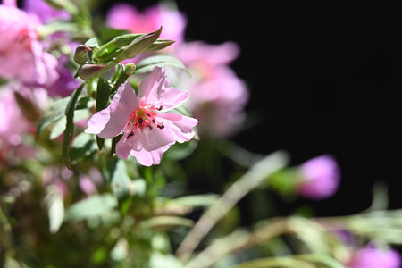 Pink flowers on a black background. Selective focus with shallow depth of field.の写真素材