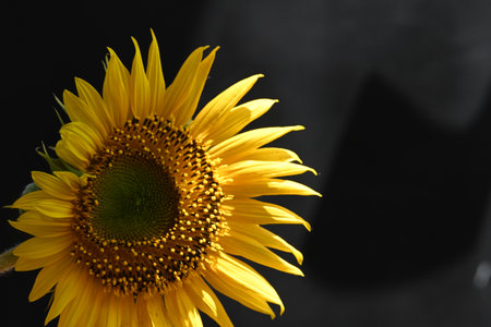 Sunflower on a black background. Close-up. Selective focus.の写真素材