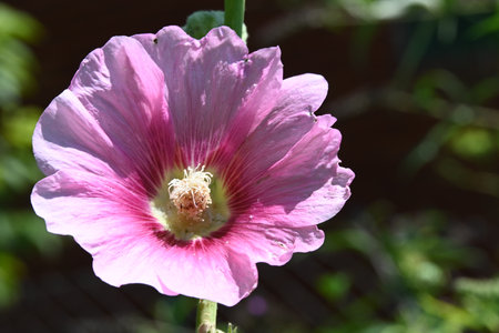 Pink hollyhock flower in the garden on a sunny dayの写真素材
