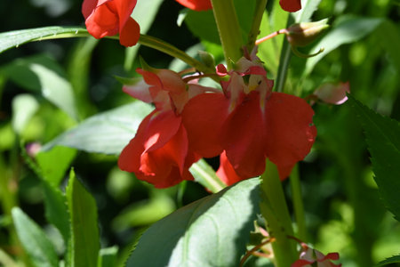 Red flowers on a background of green leaves in the summer garden.の写真素材