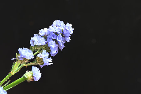 purple flower on black background with copy space for add text.の写真素材