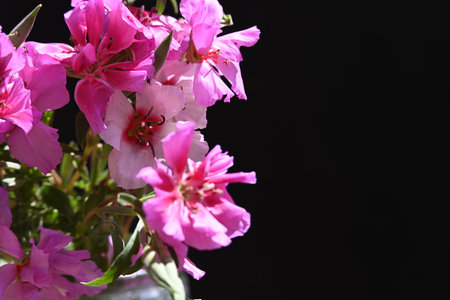 pink flowers in vase on black background with copyspaceの写真素材