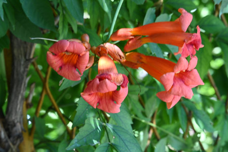 Red trumpet vine flower blooming in the garden with green leaves backgroundの写真素材
