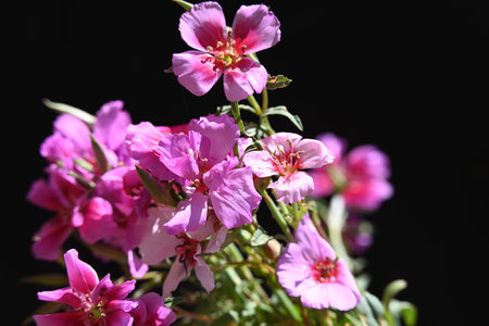 Pink flowers on a black background, close-up, selective focusの写真素材
