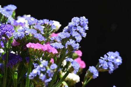 Beautiful purple and pink flowers in a pot on a black backgroundの写真素材